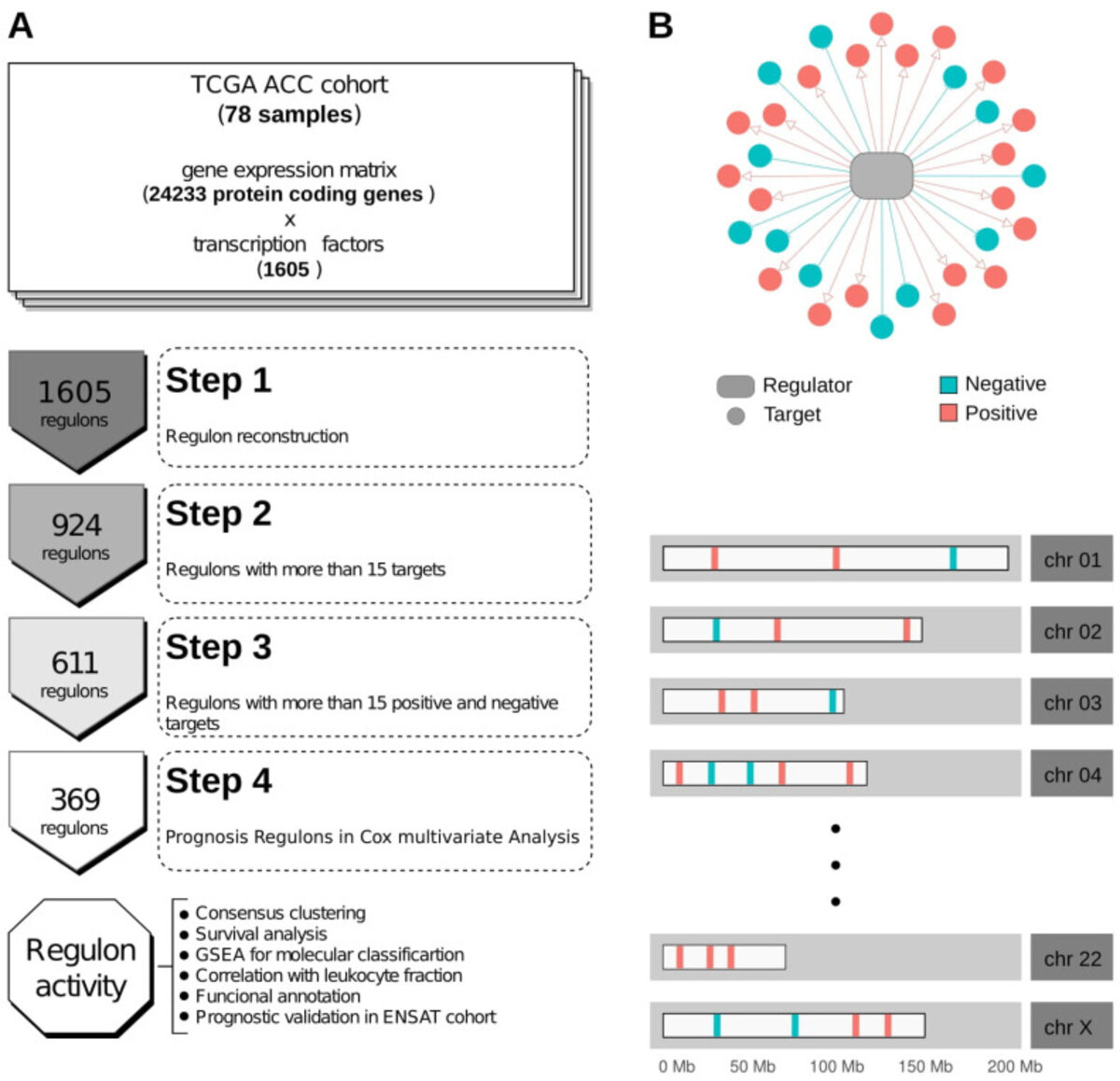 Workflow of the regulatory-network reconstruction in adrenocortical carcinoma: from the TCGA cohort and 1605 transcription factors down to 369 prognosis-associated regulons, with a schematic regulon and its genomic distribution.