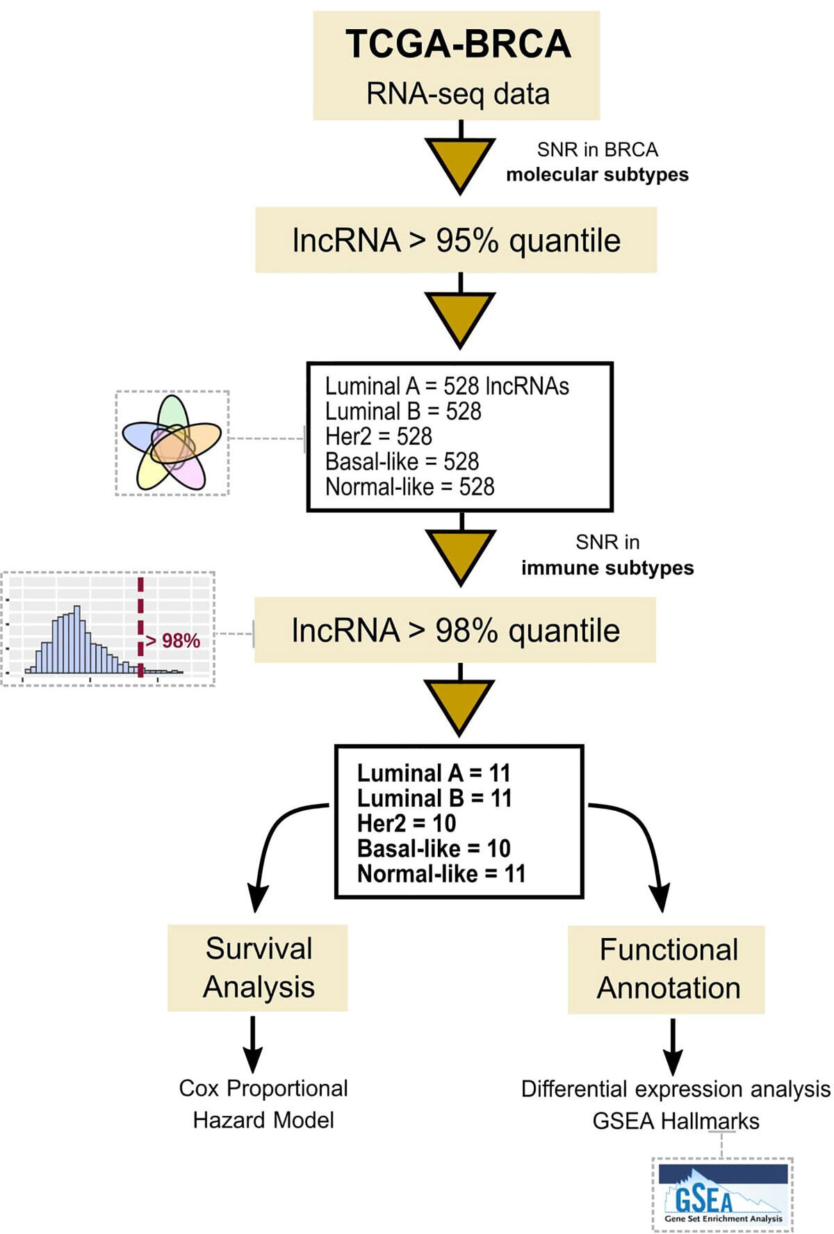 Selection workflow for immune-related lncRNAs in TCGA breast cancer data: from RNA-seq across molecular subtypes, through signal-to-noise ratio filters at the 95th and 98th quantiles, to survival analysis and functional annotation of the final lncRNA sets.